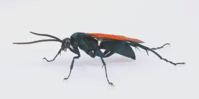 /img/18191-tarantula-hawk-ontario-markings.webp