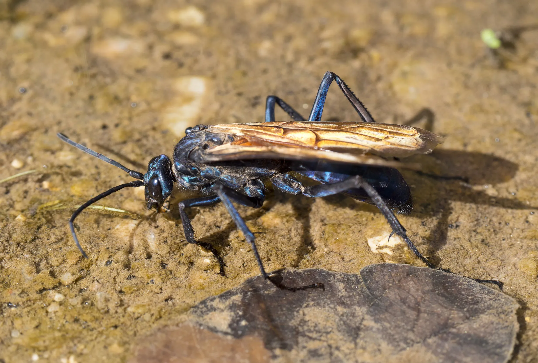 18191 tarantula hawk ontario range