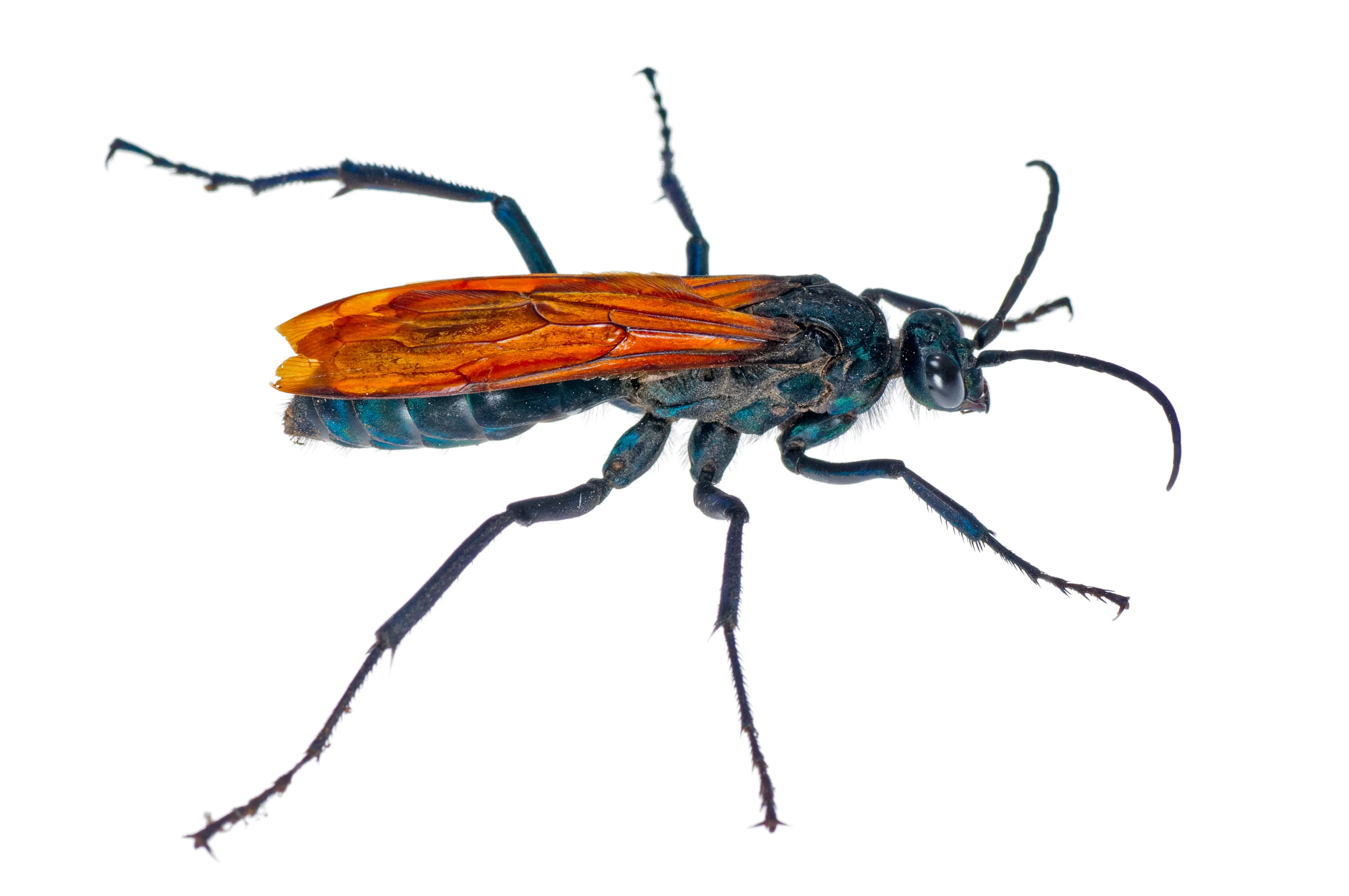 18191 tarantula hawk ontario size