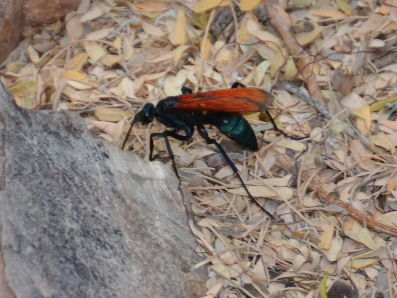 18191 tarantula hawk ontario sting