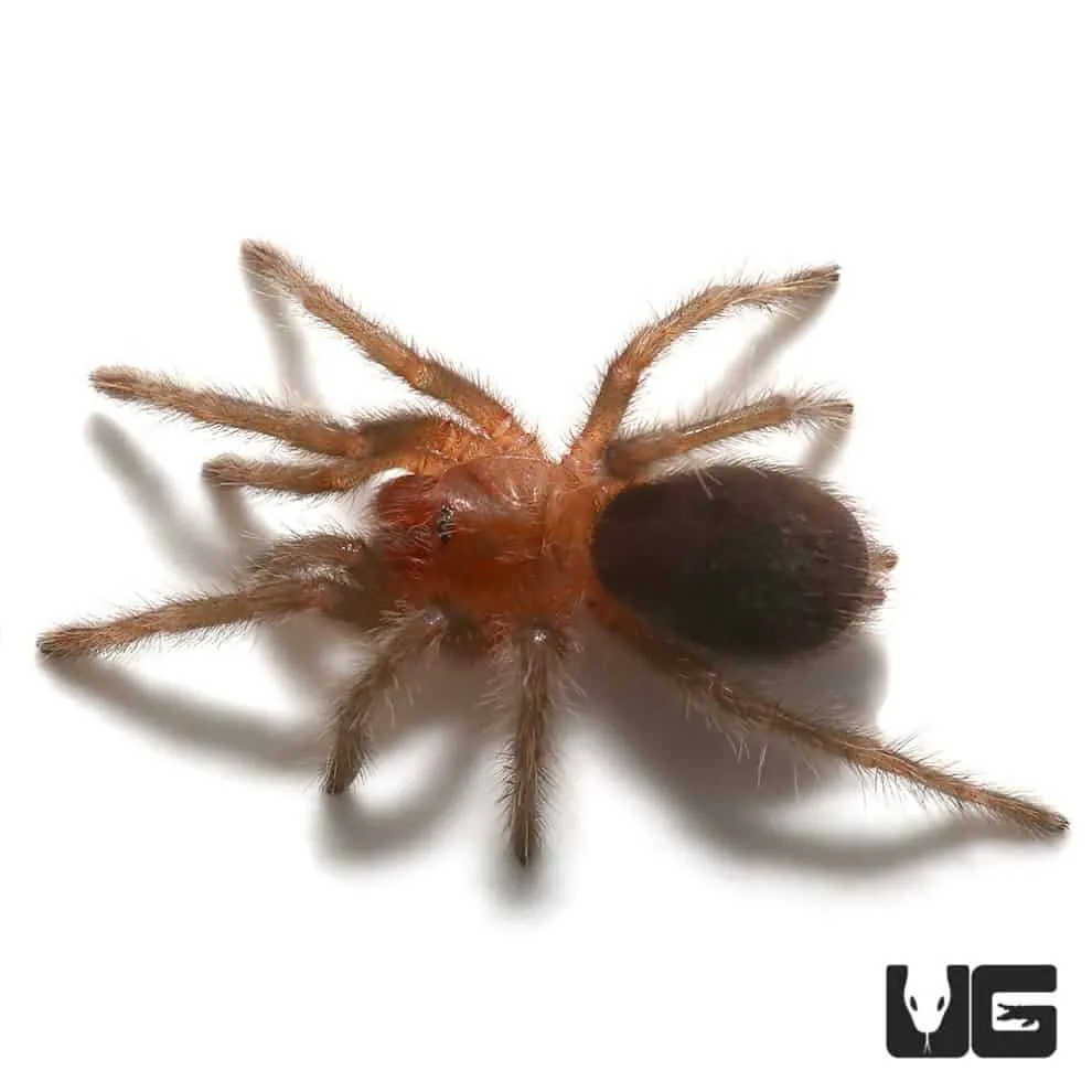 /img/18192-tarantula-climate.webp