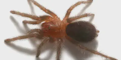 /img/18192-tarantula-climate.webp