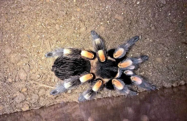 /img/18196-tarantula-beginner-guide.webp