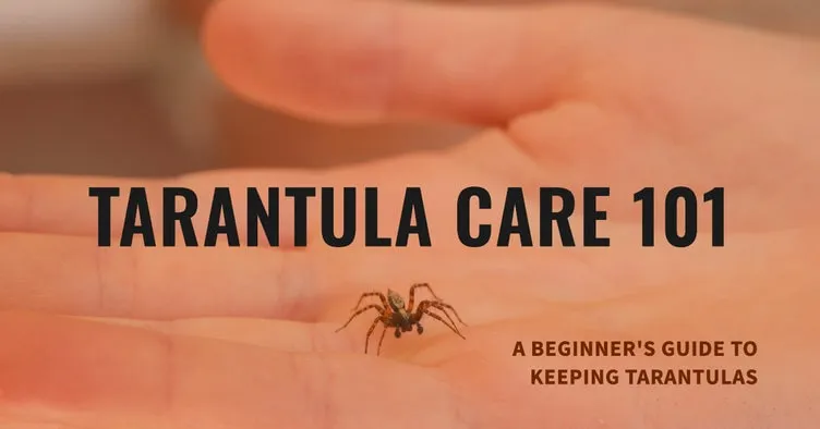 18196 tarantula feeding