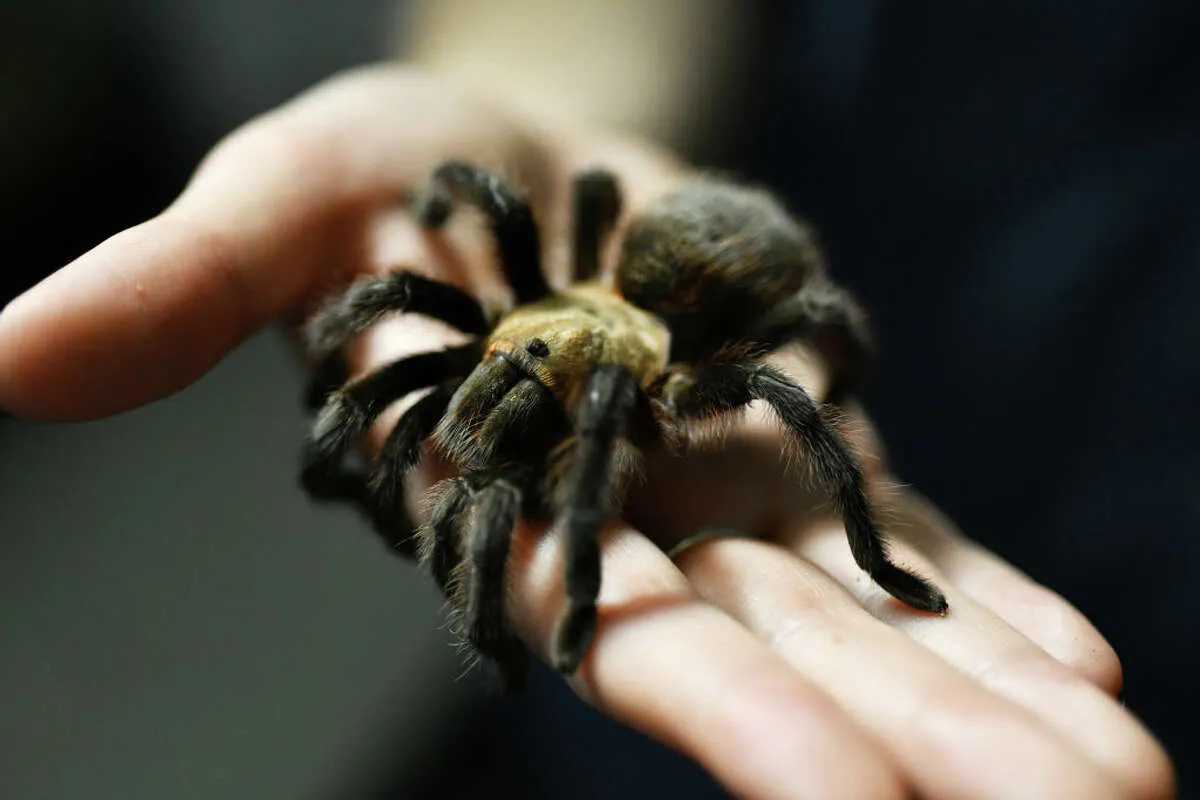 18199 texas tarantula close up