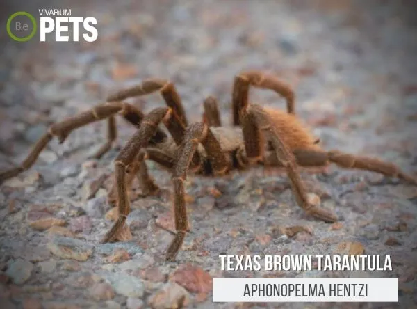18199 texas tarantula eating