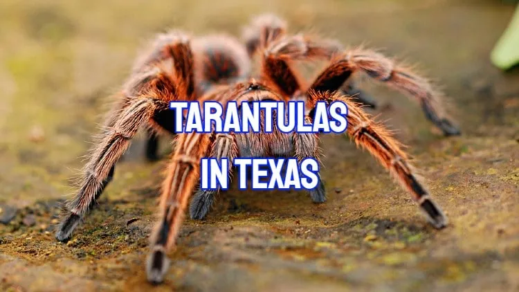 18199 texas tarantula juvenile