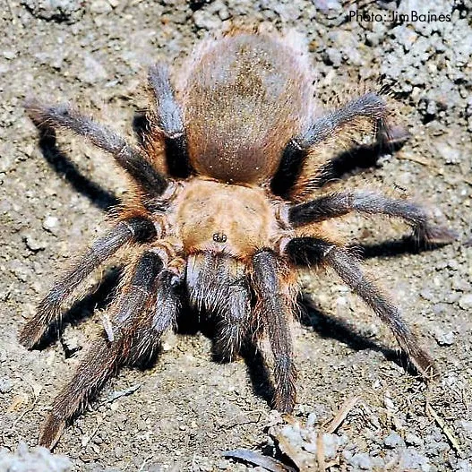 /img/18199-texas-tarantula-map.webp
