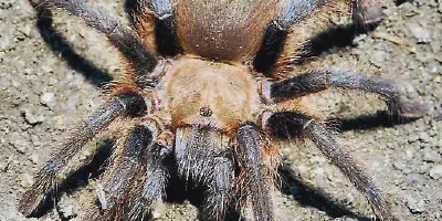 /img/18199-texas-tarantula-map.webp