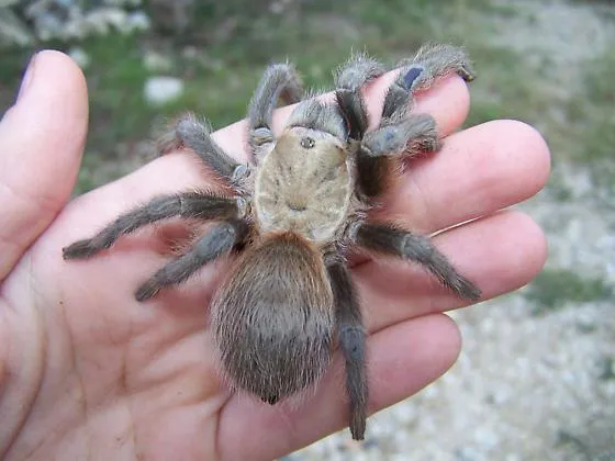 18199 texas tarantula mating