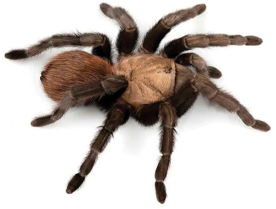 18199 texas tarantula molting