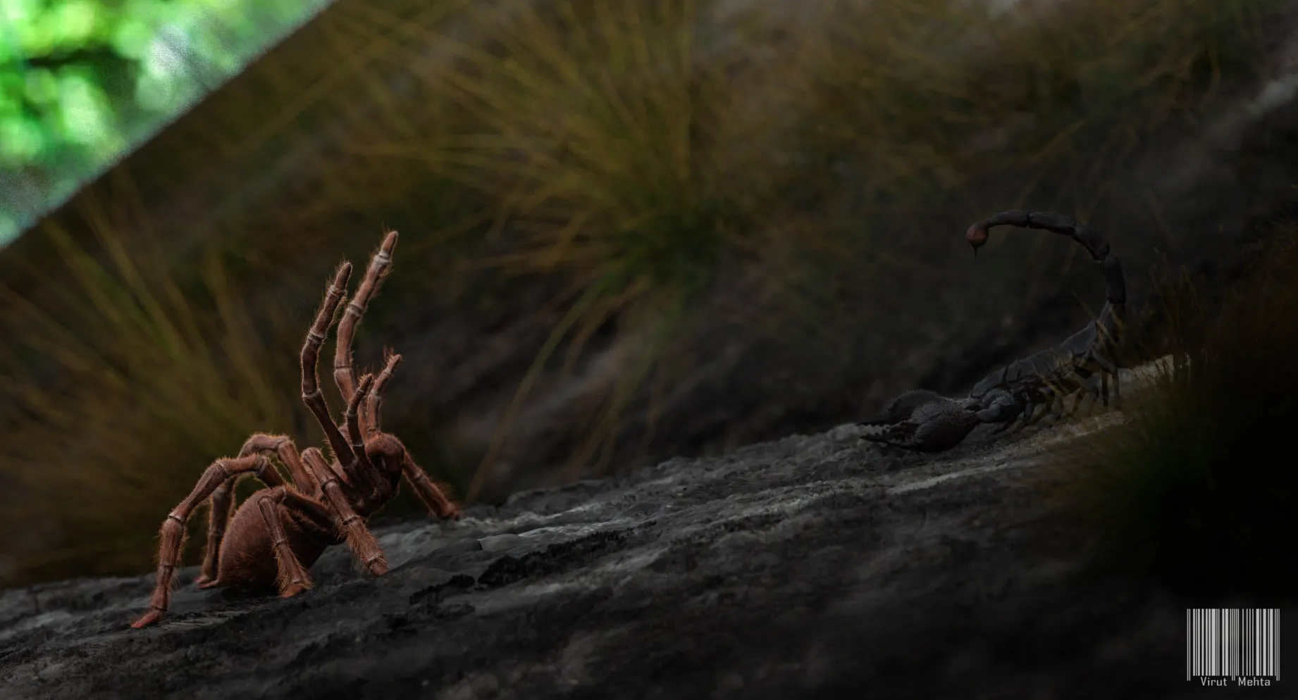 18200 tarantula anatomy