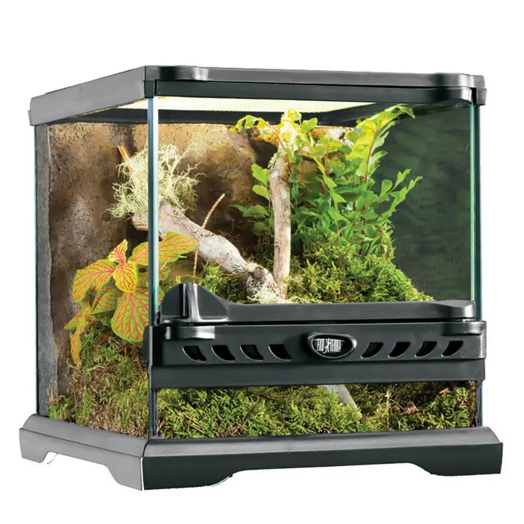 18202 tarantula care