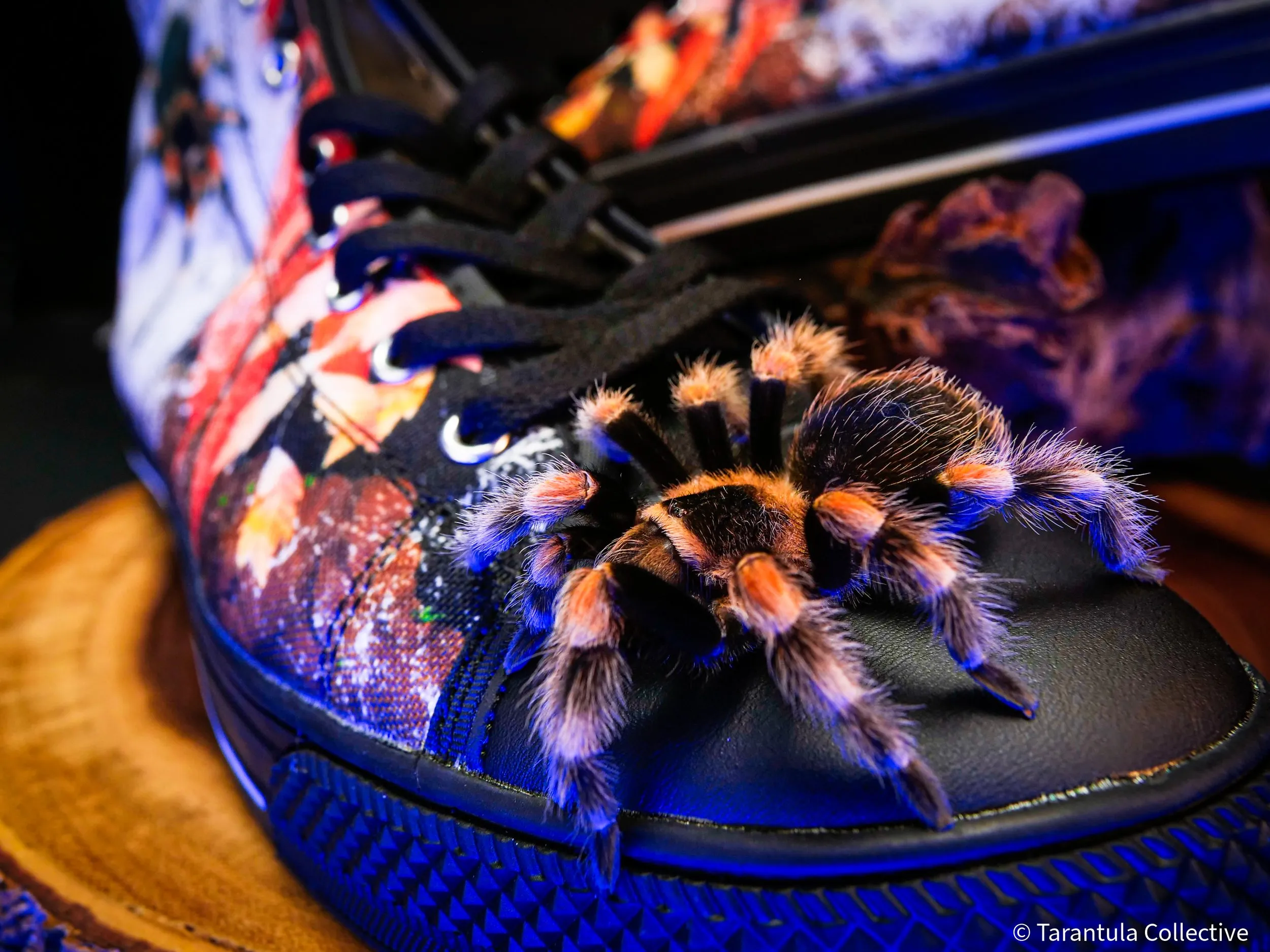 /img/18202-tarantula-enclosure.webp