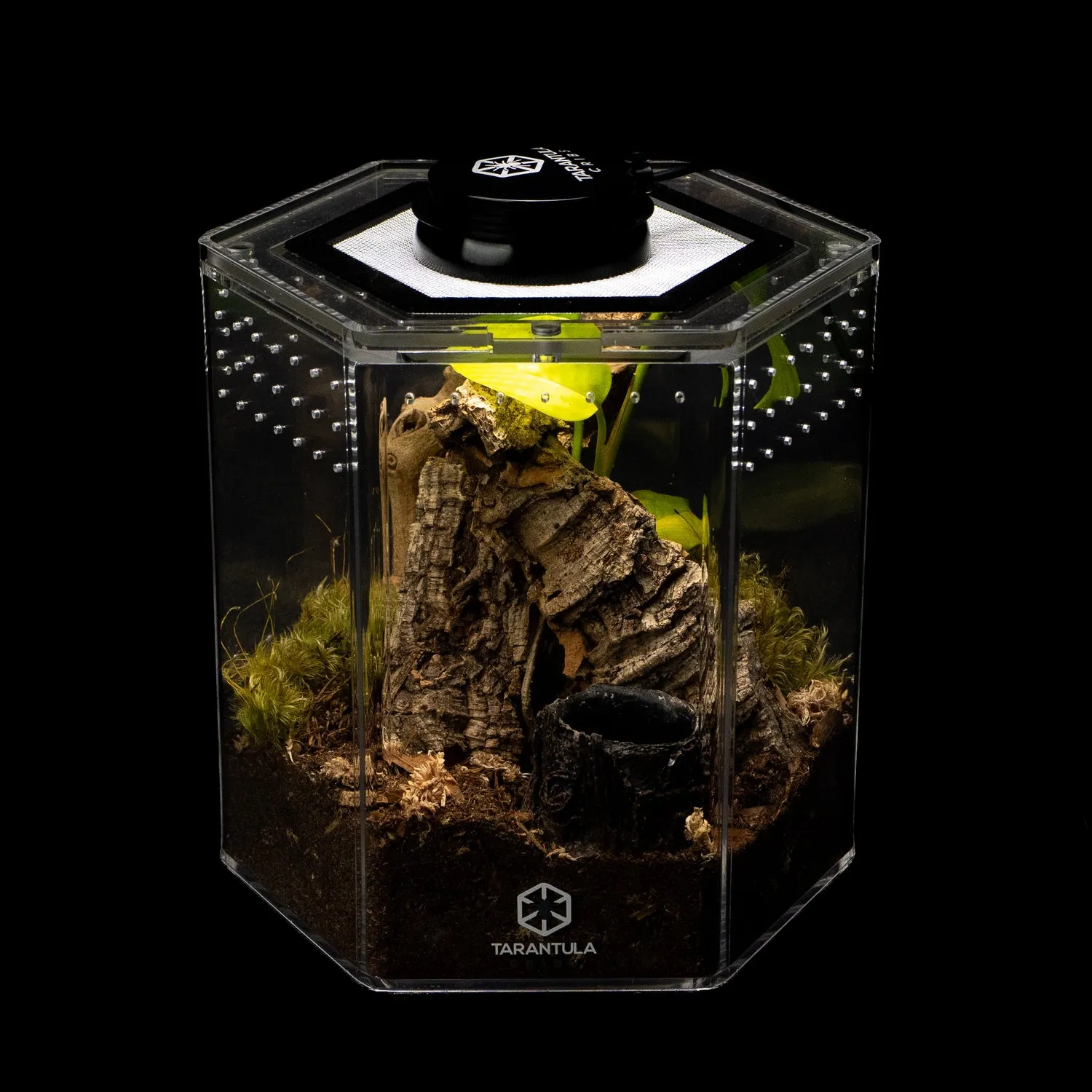 18202 tarantula shop 4