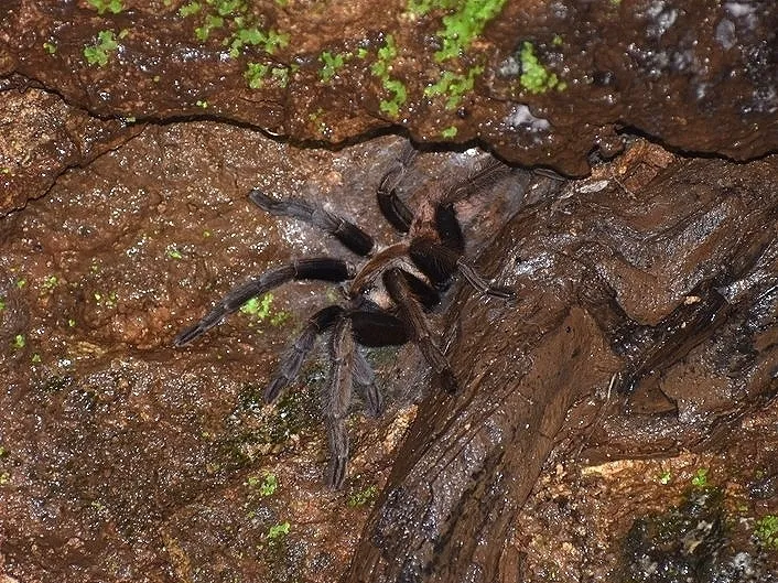 18204 pet fair tarantulas
