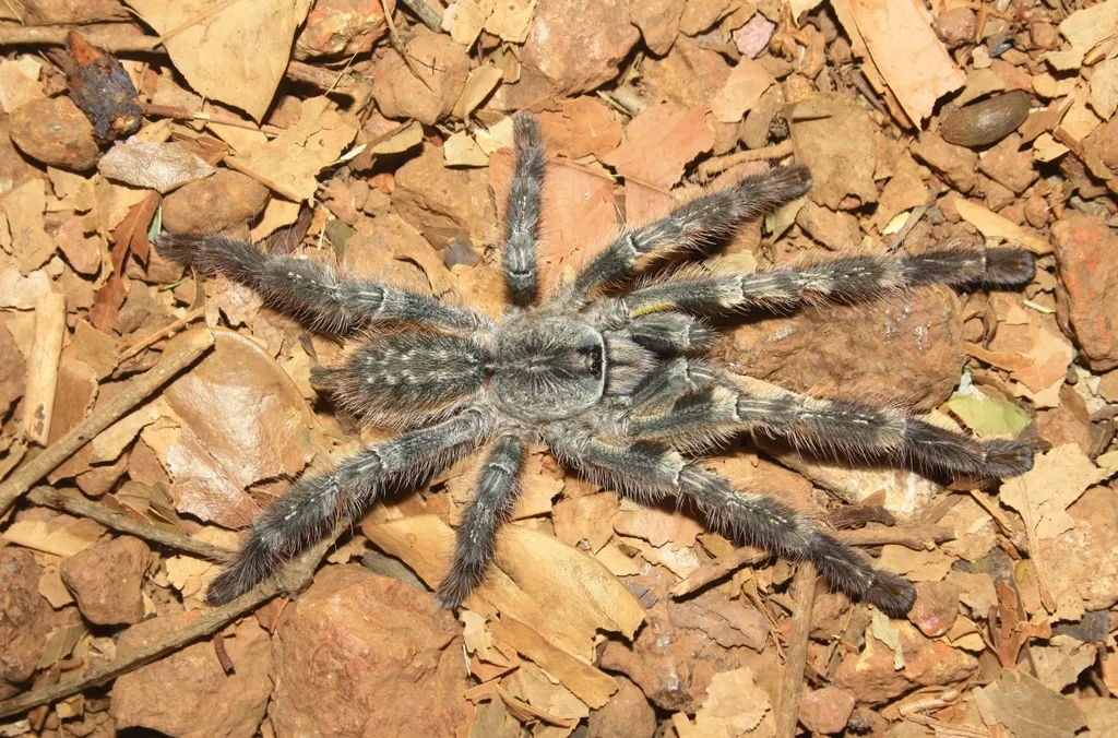 18204 tarantula breeder india
