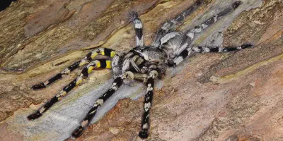 /img/18204-tarantula-habitat.webp