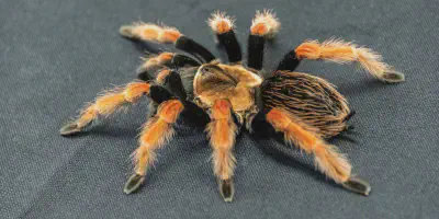 /img/18205-tarantula-eggs.webp
