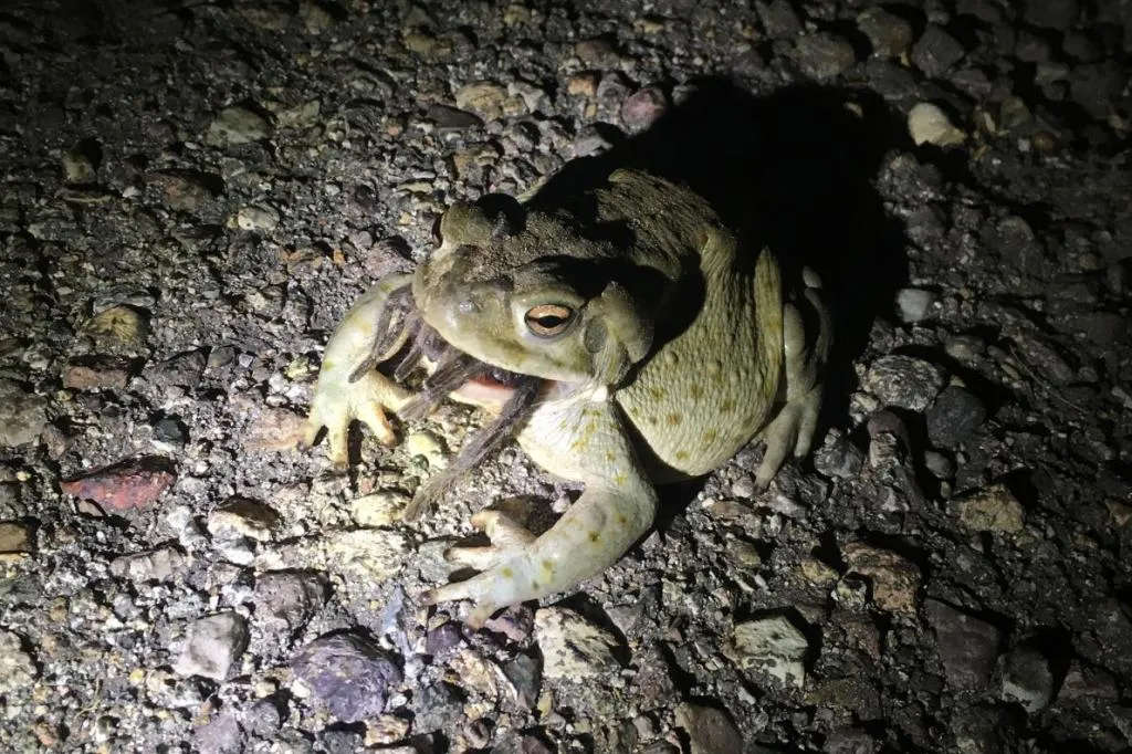 18205 tarantula environment