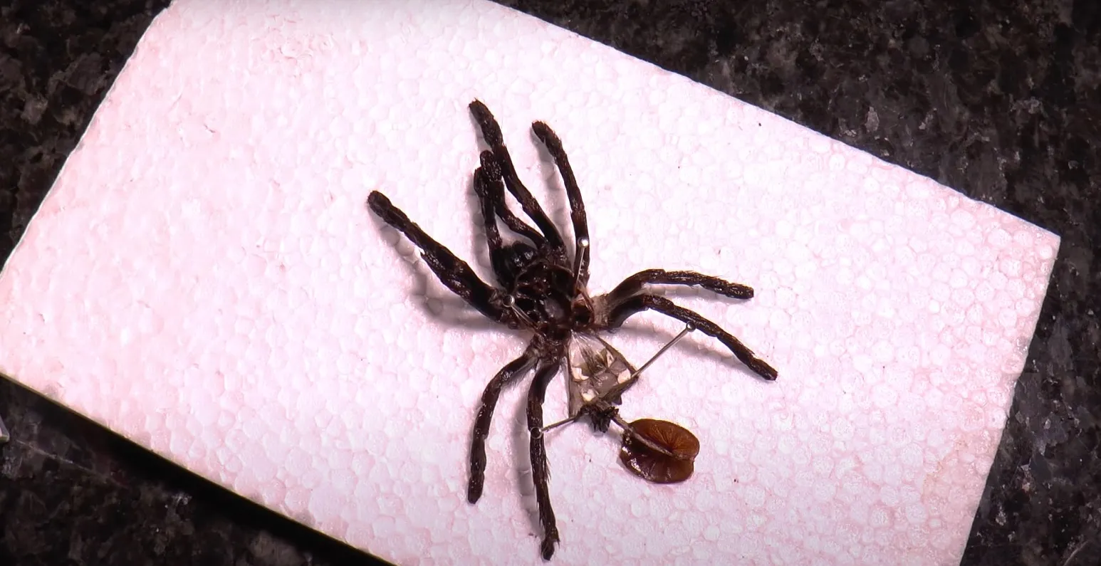 18205 tarantula size comparison