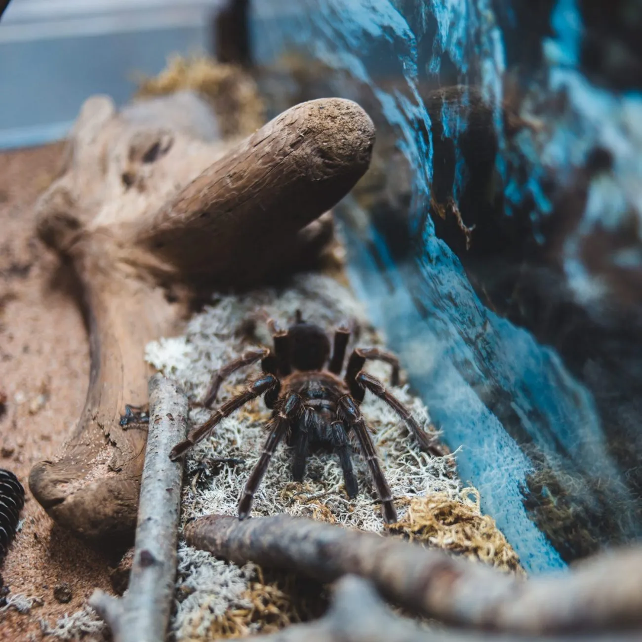 18206 catching tarantulas