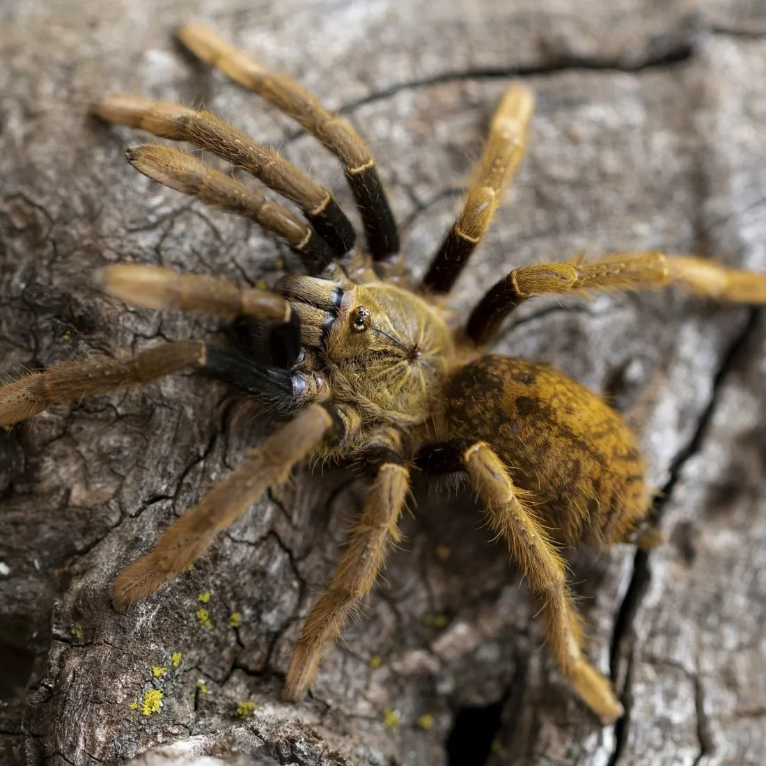 18206 clearing tarantula island