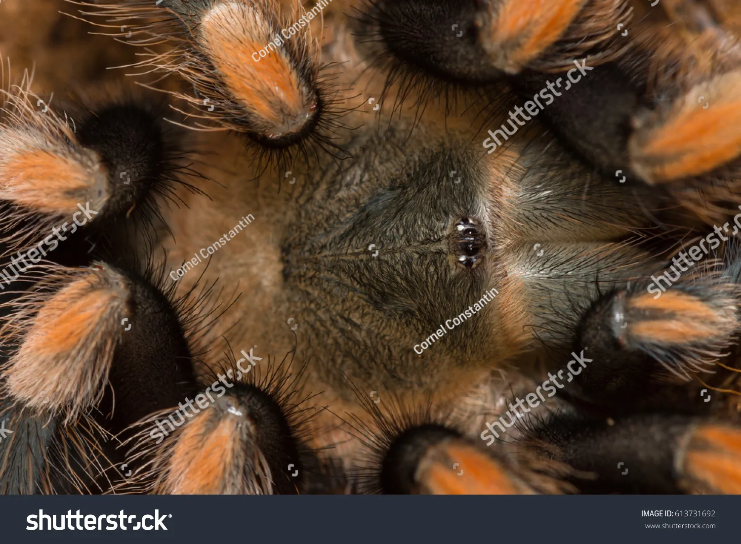 18207 tarantula after shedding
