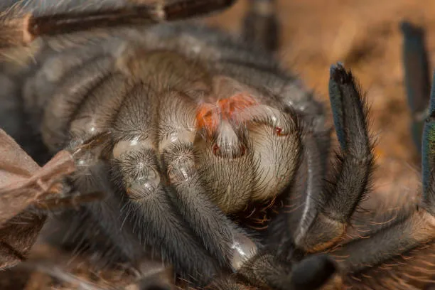 18207 tarantula before shedding