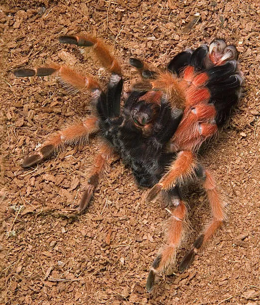 18207 tarantula shedding environment