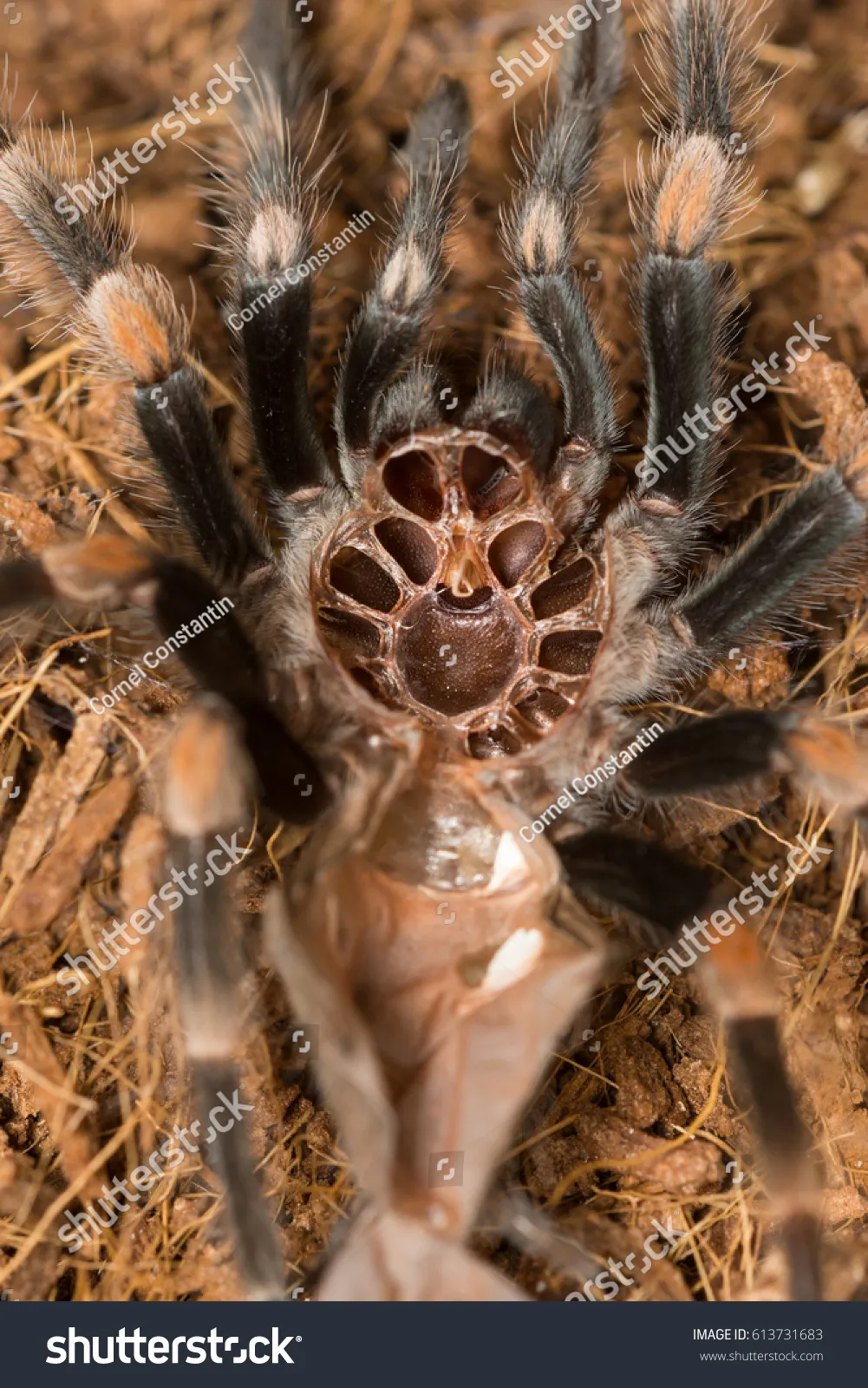 18207 tarantula shedding problems