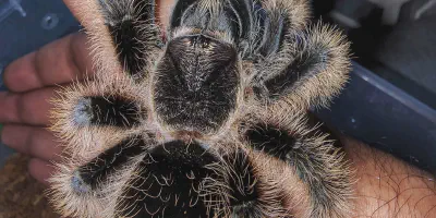 /img/18209-curly-hair-tarantula-breeding.webp