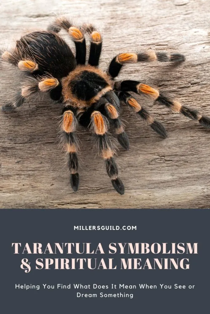 18210 tarantula defensive pose