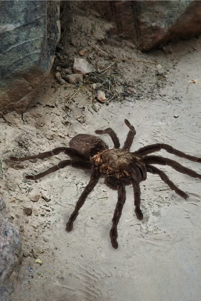 /img/18210-tarantula-facts.webp