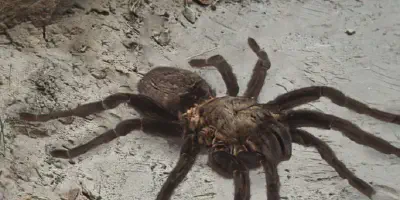 /img/18210-tarantula-facts.webp