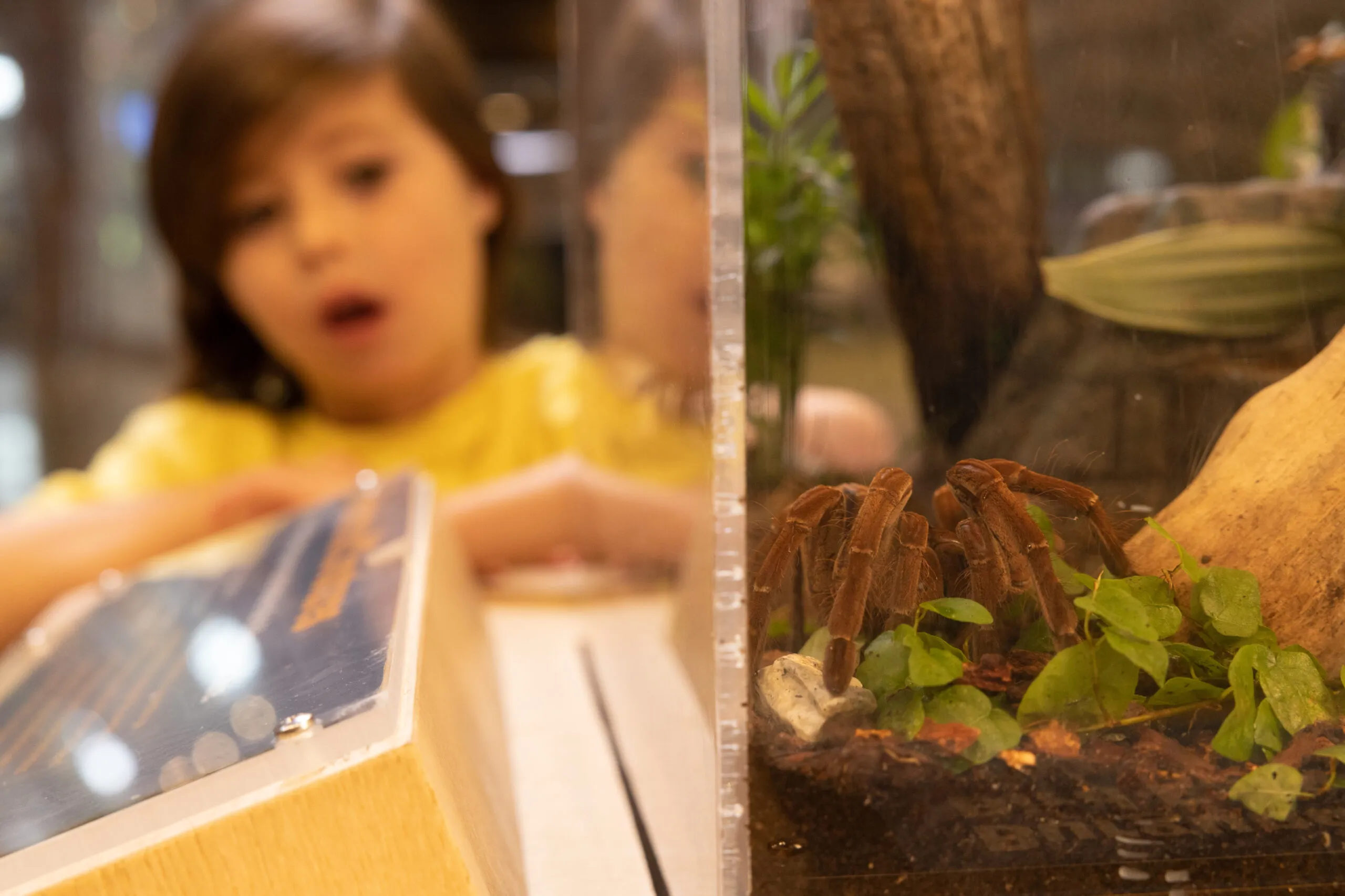 18211 tarantula habitat