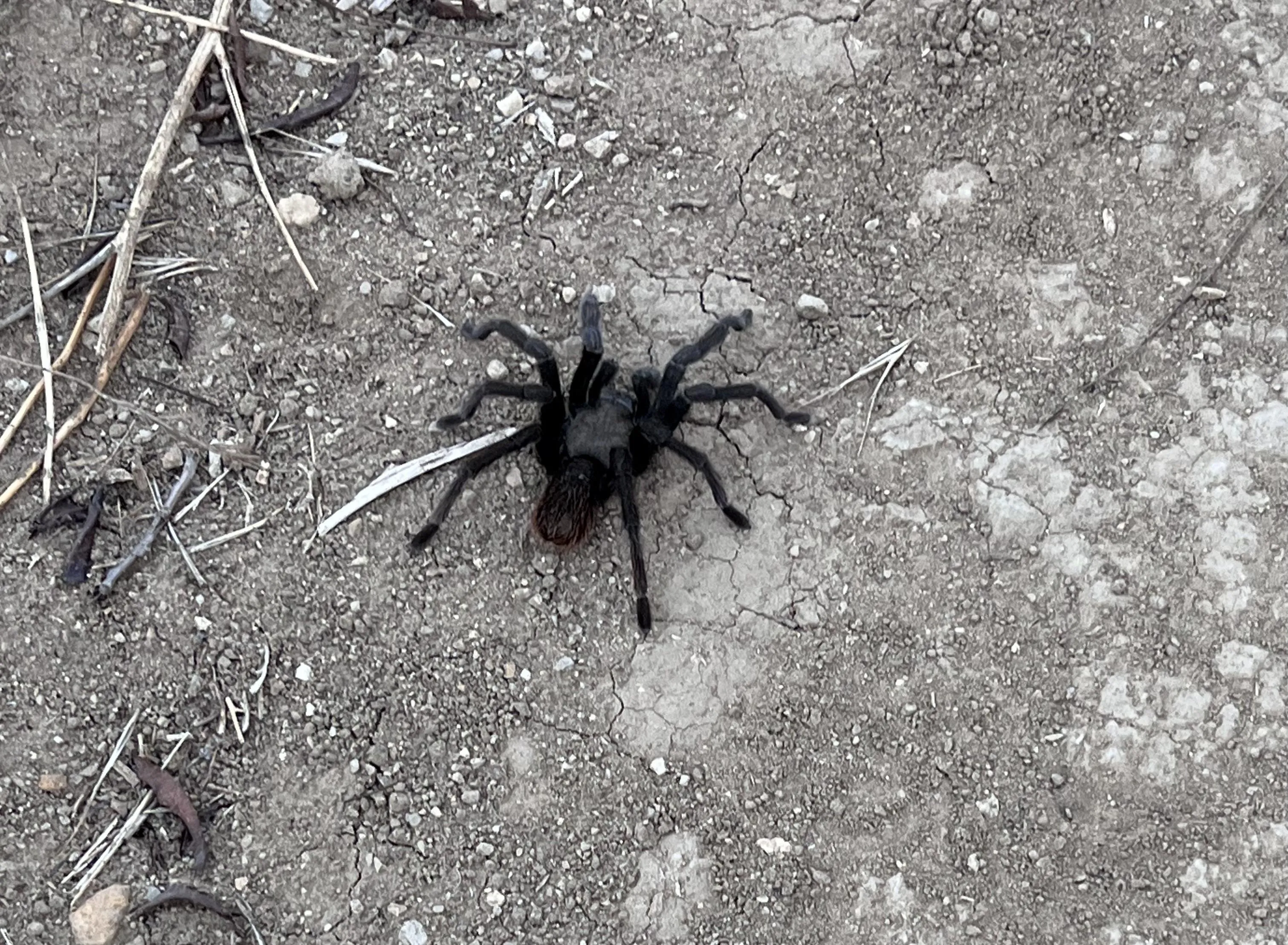 18211 tarantula prey