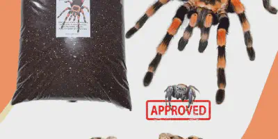 /img/18212-tarantula-breeder.webp