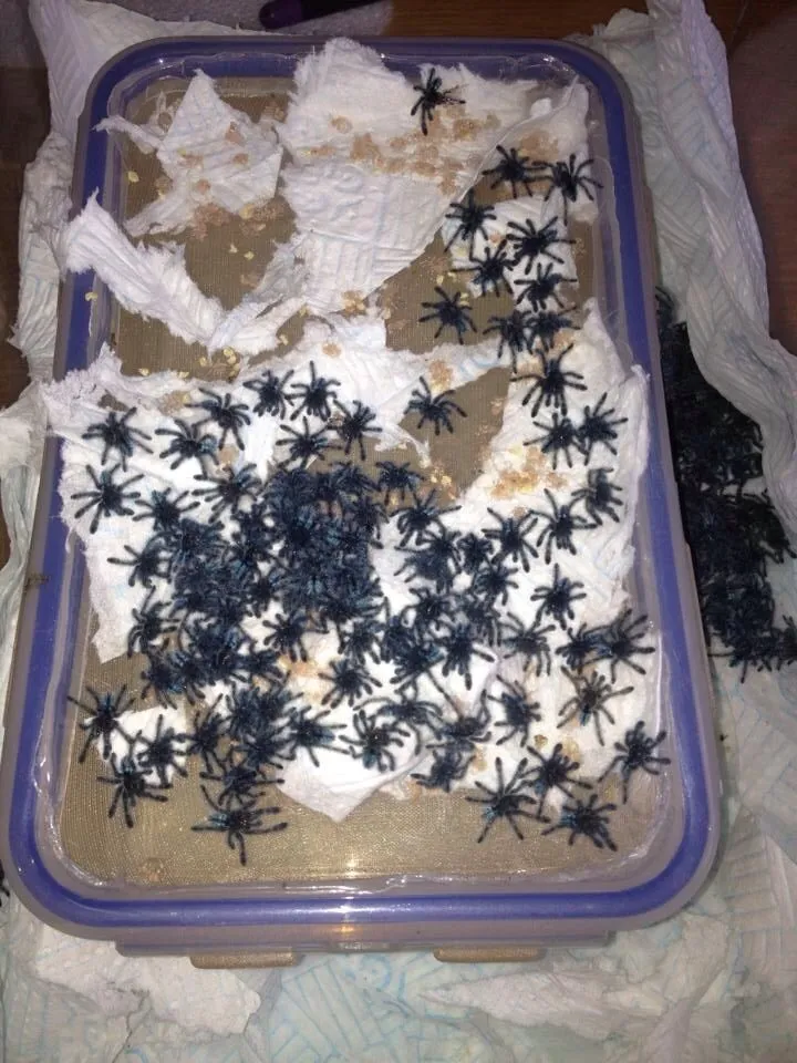 18213 safe tarantula handling