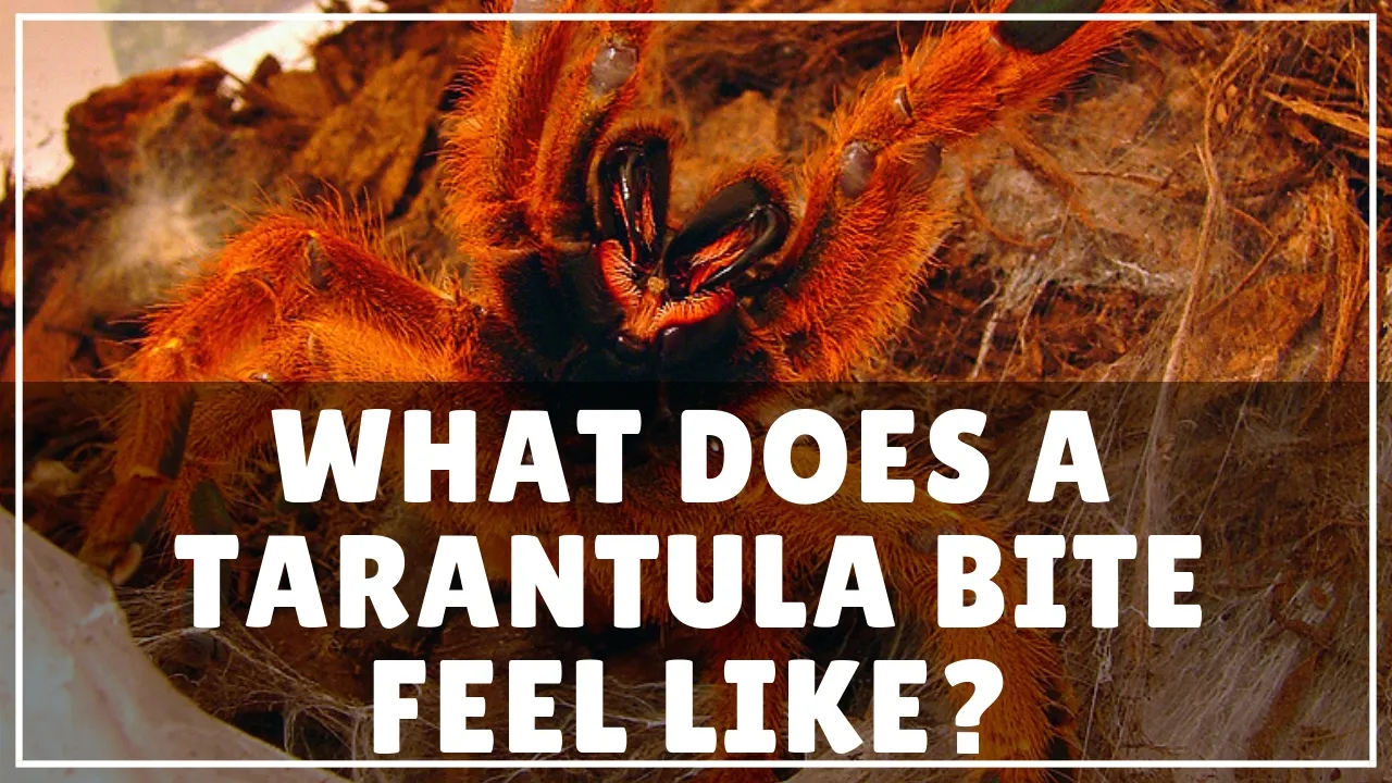 18213 tarantula first aid