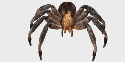 /img/18215-plyta-do-druku-3d-tarantula.webp