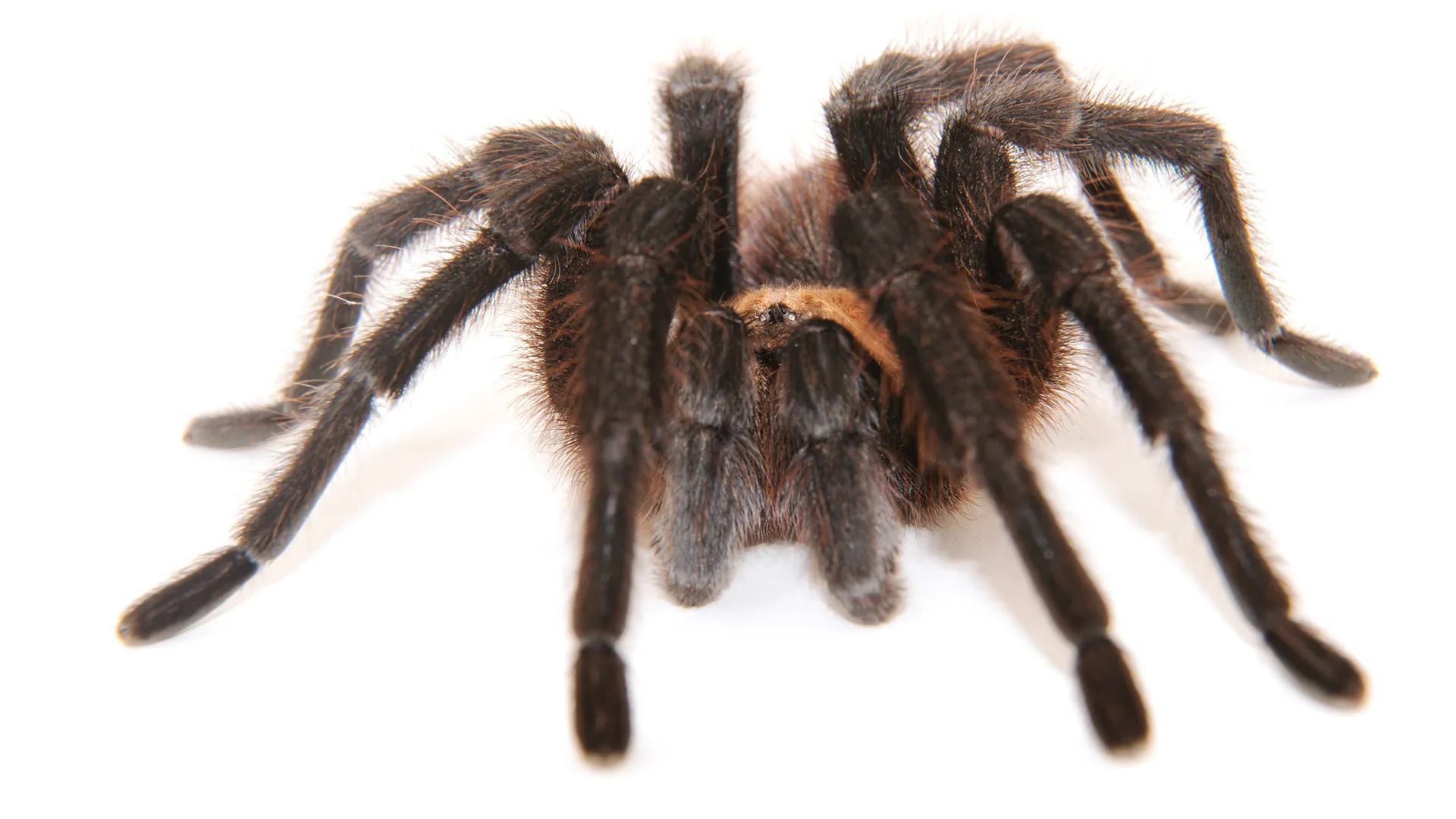 18216 tarantula first aid
