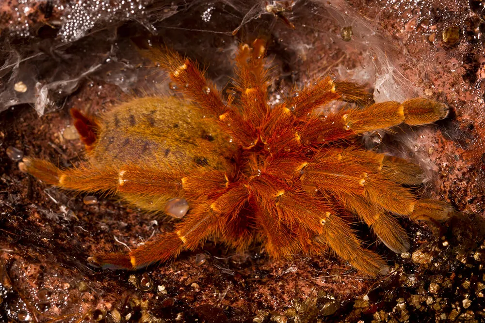 18216 tarantula treatment