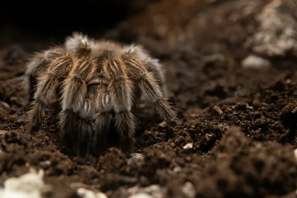 18218 chilean fire tarantula close up