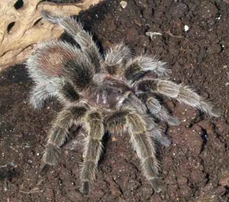 18218 chilean fire tarantula feeding