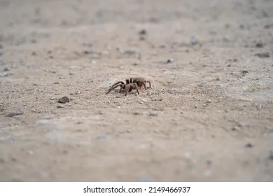 18218 chilean fire tarantula overview