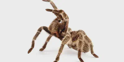 /img/18218-chilean-fire-tarantula-terrarium.webp