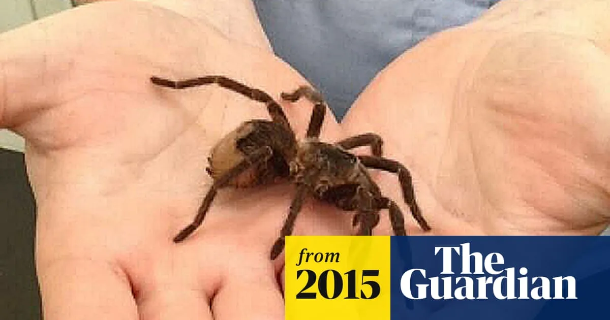 18219 tarantula dealer uk 6