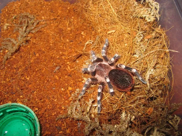 /img/18219-tarantula-dealer-uk-7.webp