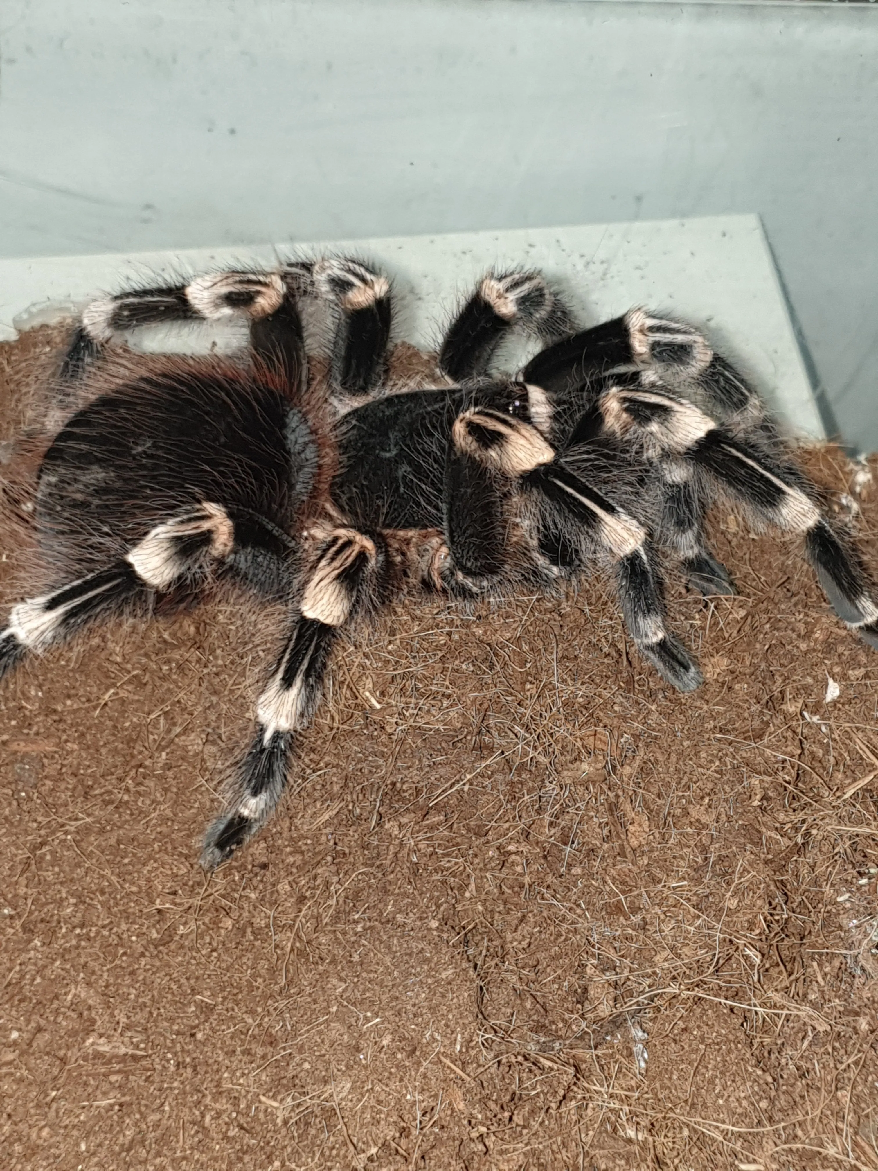 18220 tarantula availability